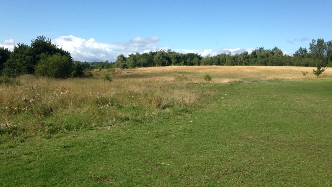 Grassland at Littleworth